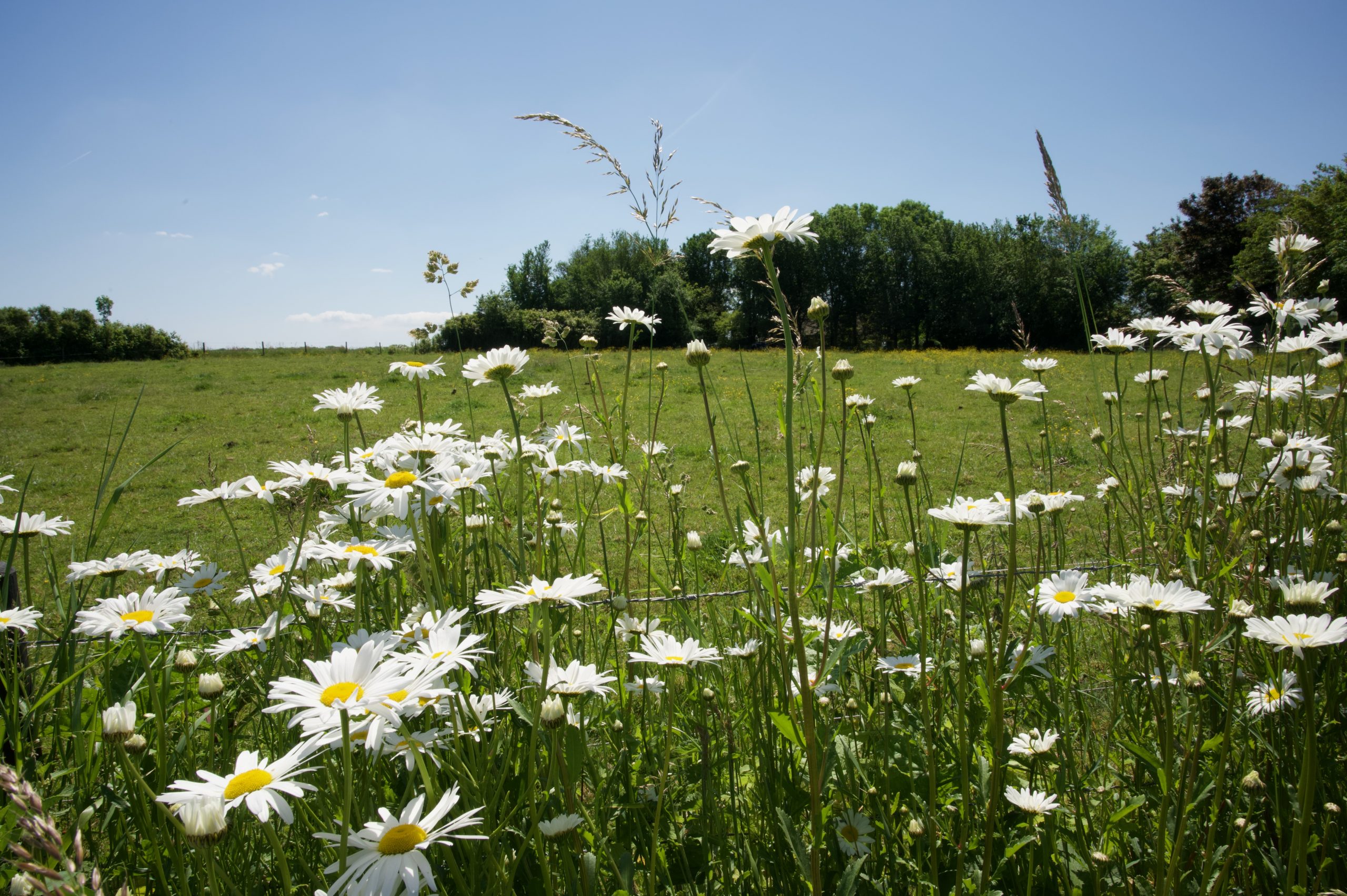 Wilde bloemen langs grasland ©Danielle van der Ploeg